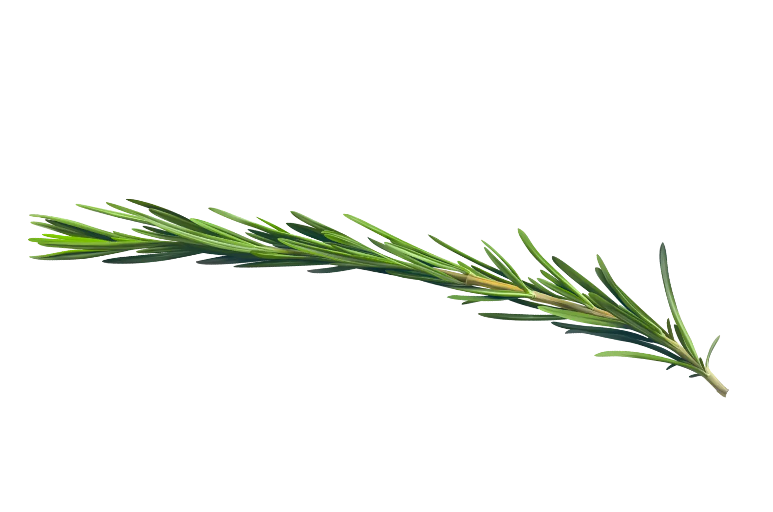 Branch